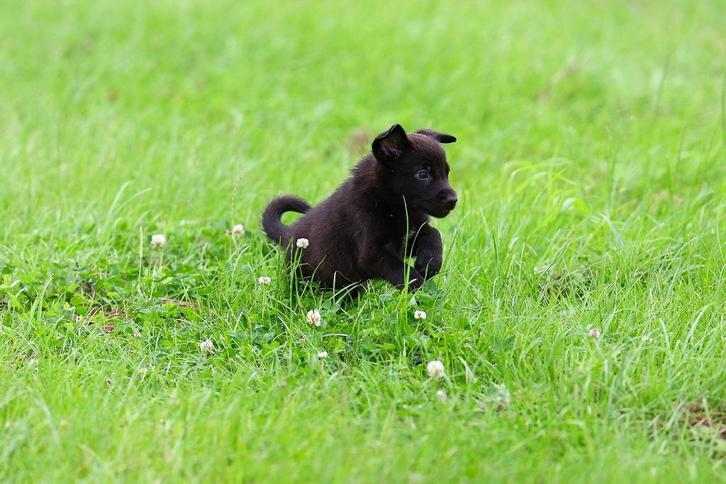 borador (border collie pups/labrador pups)pups, 1 REUTJE, Dieren en Toebehoren, Honden | Retrievers, Spaniëls en Waterhonden, Meerdere dieren