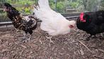 Unieke Jonge Kippen te Koop: Diverse Rassen en Kleuren!, Dieren en Toebehoren, Pluimvee, Vrouwelijk, Kip