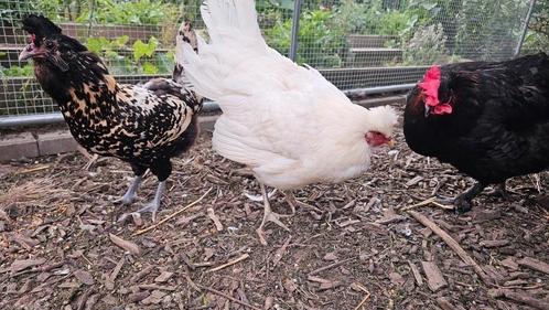 Unieke Jonge Kippen te Koop: Diverse Rassen en Kleuren!, Dieren en Toebehoren, Pluimvee, Kip, Vrouwelijk