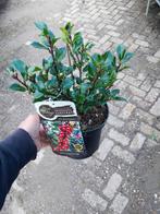 Blauwe Hulst Ilex meservae Blue Prince, Vaste plant, Halfschaduw, Lente, Ophalen
