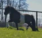 2x stallen te huur voor A pony's (alles inclusief), Dieren en Toebehoren, Stalling en Weidegang