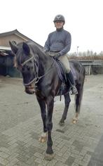 Bijrijder aangeboden, Diensten en Vakmensen, Dieren | Paarden | Verzorging, Oppas en Les, Ruiter of Bijrijder