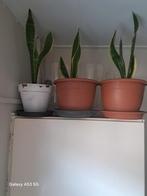 Sanseveria (Vrouwentong) . 3 stuks., Overige soorten, In pot, Minder dan 100 cm, Groene kamerplant
