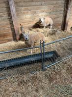 6 dekrammen, texelaar te koop. Zwoeger en scraepivrij., Dieren en Toebehoren, Schapen, Geiten en Varkens, Mannelijk, Schaap