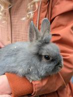 Ram dwerg konijntje, Dieren en Toebehoren, Konijnen, Mannelijk, Dwerg, 0 tot 2 jaar