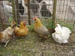 4 krielen aan de leg, Vrouwelijk, Kip