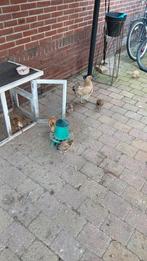 Kip met kuikens, Dieren en Toebehoren, Pluimvee, Meerdere dieren