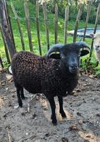 Jong ouessantschaapje, Dieren en Toebehoren, Schapen, Geiten en Varkens, Mannelijk, Geit