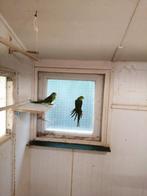 Barraband parkieten, Dieren en Toebehoren, Meerdere dieren, Parkiet, Geringd