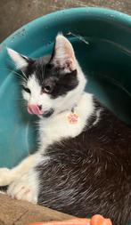 Goed te huis gezocht!❤️, Dieren en Toebehoren, Katten en Kittens | Overige Katten, Poes, Kortharig, 0 tot 2 jaar