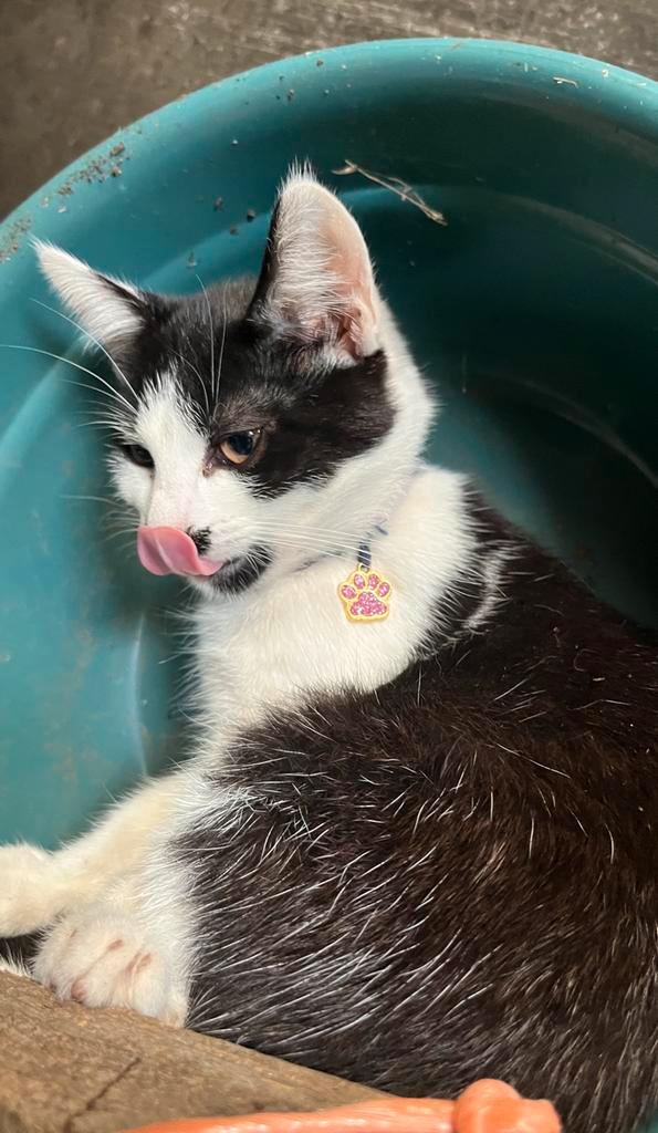 Goed te huis gezocht!❤️, Dieren en Toebehoren, Katten en Kittens | Overige Katten, Kortharig, Poes, 0 tot 2 jaar