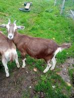 2 geitjes, Dieren en Toebehoren, Vrouwelijk, Geit