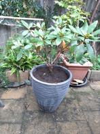 rhodondendron roze/lila met pot, Vaste plant, Halfschaduw, Lente, Ophalen