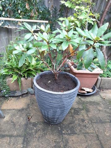 rhodondendron roze/lila met pot beschikbaar voor biedingen