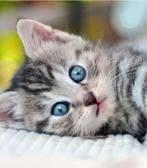 Kitten gezocht, Dieren en Toebehoren, Katten en Kittens | Raskatten | Langhaar, Kater