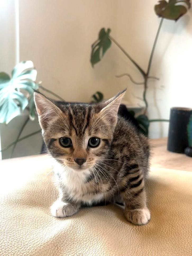 Half bengaalse kitten (poes)zoekt een thuis, Dieren en Toebehoren, Katten en Kittens | Raskatten | Korthaar, Poes, 0 tot 2 jaar