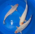 Takatatsu Asagi female 55-58 cm