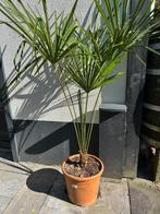 Trachycarpus sp Nova (palm), Bloeit niet, 100 tot 250 cm, Palmboom, Ophalen
