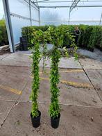 Hedera shamrock groen, Tuin en Terras, Planten | Tuinplanten, Ophalen of Verzenden, Bloeit niet, Klimplanten, Halfschaduw