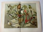 Litho 1895 Kolibries Vogels, Antiek en Kunst, Ophalen of Verzenden