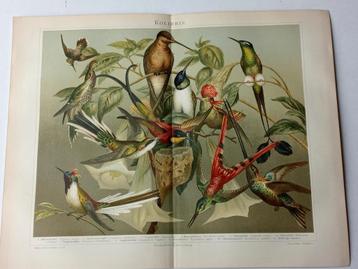 Litho 1895 Kolibries Vogels  beschikbaar voor biedingen