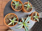 Agave Americana , plant in pot, Overige soorten, Volle zon, Vaste plant, Ophalen of Verzenden