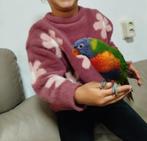 Lori papagaai, Dieren en Toebehoren, Vogels | Parkieten en Papegaaien, Mannelijk, Papegaai