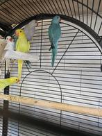 Halsband parkieten | Jonge dieren | Passend advies, Dieren en Toebehoren, Vogels | Parkieten en Papegaaien, Meerdere dieren, Parkiet