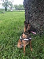 herder gevraagd reu of teef, Rabiës (hondsdolheid), 15 weken tot 1 jaar, Meerdere dieren, Eén hond