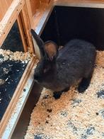 Vlaamse reus, Dieren en Toebehoren, Konijnen, Groot