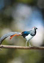 Lady Amherst fazant | Koppels van sierlijke kraagfazanten, Meerdere dieren, Overige soorten