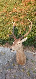 Opgezette dieren groot edelhert taxidermie, Verzamelen, Dierenverzamelingen, Ophalen of Verzenden, Zo goed als nieuw, Hert, Gewei of Kop