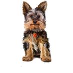 strijkapplicatie hondje yorkshire terrier 13-25cm, Hobby en Vrije tijd, Kledingapplicaties en Hotfix, Nieuw, Verzenden