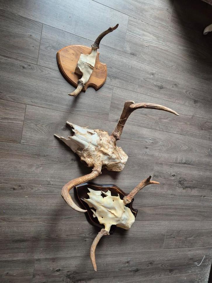 Set van 3 geweien op schild eland, Huis en Inrichting, Woonaccessoires | Wanddecoraties, Nieuw, Ophalen