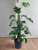 Monstera Minima - Raphidophora Tetrasperma/Gatenplant H:85cm, Huis en Inrichting, Kamerplanten, Ophalen, Overige soorten, Halfschaduw