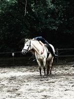 Verzorg pony gezocht omgeving Doetinchem, Dieren en Toebehoren, Ophalen, Nieuw