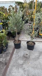 Olijboompje en olijfstruik hoog 150 cm in grote pot, Vaste plant, Halfschaduw, Zomer, Ophalen