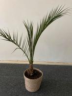 Dwergpalm in pot, Vaste plant, Bloeit niet, Halfschaduw, Ophalen