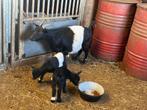 Te koop Lakenvelder geit met jong geitje en bokje, Dieren en Toebehoren, Meerdere dieren, Geit