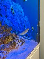 Te koop 5 rifvissen, Dieren en Toebehoren, Ophalen, Plant(en), Steen of Hout