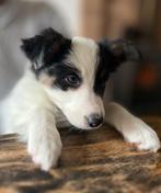 Border collie pup ,  puppy, Dieren en Toebehoren, Honden | Herdershonden en Veedrijvers, Parvo, 8 tot 15 weken, Collie, Meerdere