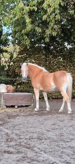 Haflinger ruin, Dieren en Toebehoren, Paarden, Minder dan 160 cm, Gechipt, Ruin, Niet van toepassing