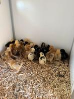 Cochinkriel kuikens ( hen ), Dieren en Toebehoren, Pluimvee