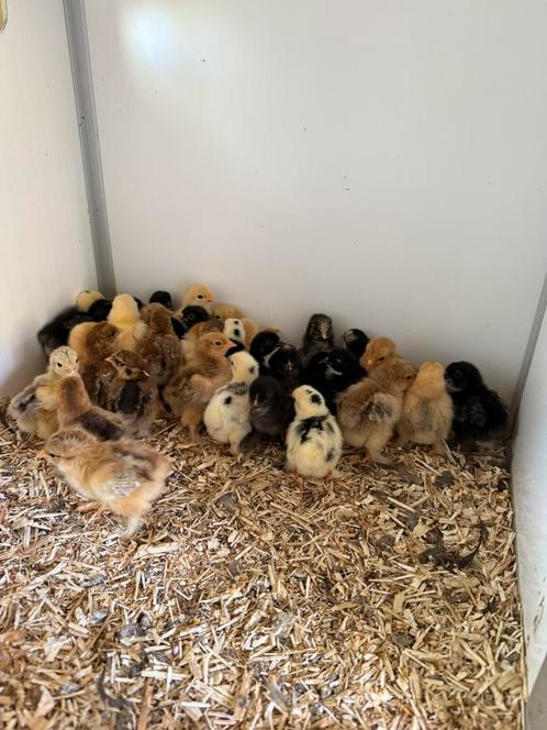 Cochinkriel kuikens ( hen ), Dieren en Toebehoren, Pluimvee