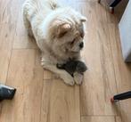 Chow chow zwart 500, Dieren en Toebehoren, Reu, Parvo, Meerdere, 3 tot 5 jaar