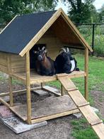 geitenhokken, Meerdere dieren, Geit