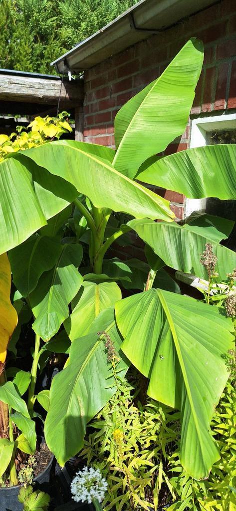 Bananenplant voor een tropische sfeer, Tuin en Terras, Planten | Tuinplanten, Vaste plant, Fruitplanten, Volle zon, Bloeit niet