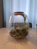 Planten terrarium glas, Ophalen, Overige kleuren, Minder dan 50 cm, Glas