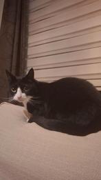 Nieuw warm huisje gezocht voor 2 binnen poezen, Dieren en Toebehoren, Katten en Kittens | Overige Katten, Poes