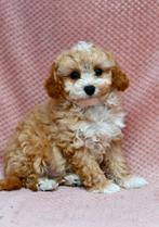 Kleinblijvend maltipoo reutje, Dieren en Toebehoren, Nederland, CDV (hondenziekte), 8 tot 15 weken, Eén hond